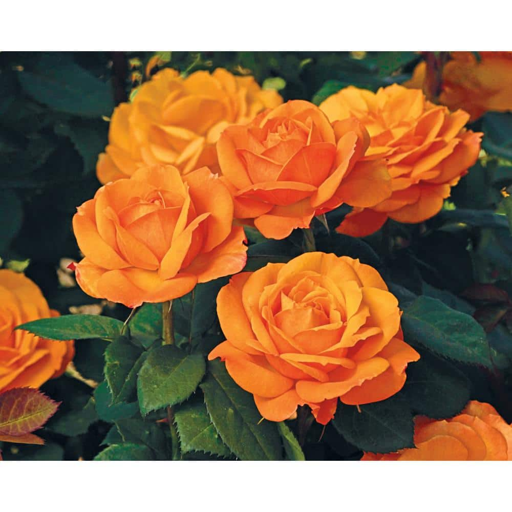 Gardens Alive! Good As Gold Hybrid Tea Rose Dormant Bare Root Plant (1-Pack) 85031