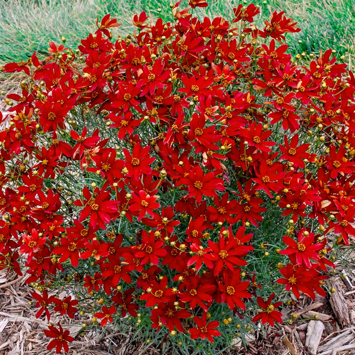 Hot Paprika Coreopsis Dormant Bare Root Flowering Perennial Plant grown in a 2 inch pot (1-Pack)