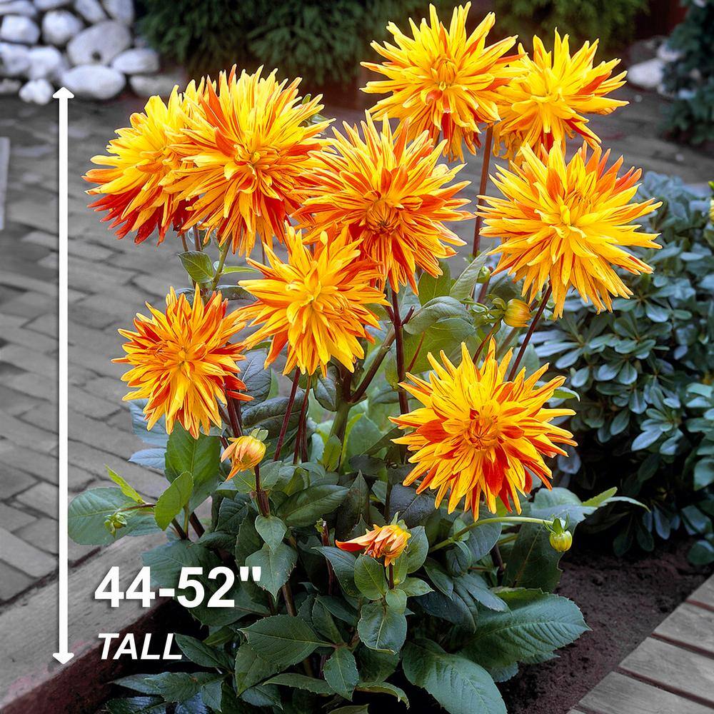 Vigoro Striped Vulcan Semi Cactus Dinnerplate Dahlia Flower Bulbs Bare Roots (Bag of 4) ECS-203-04-02