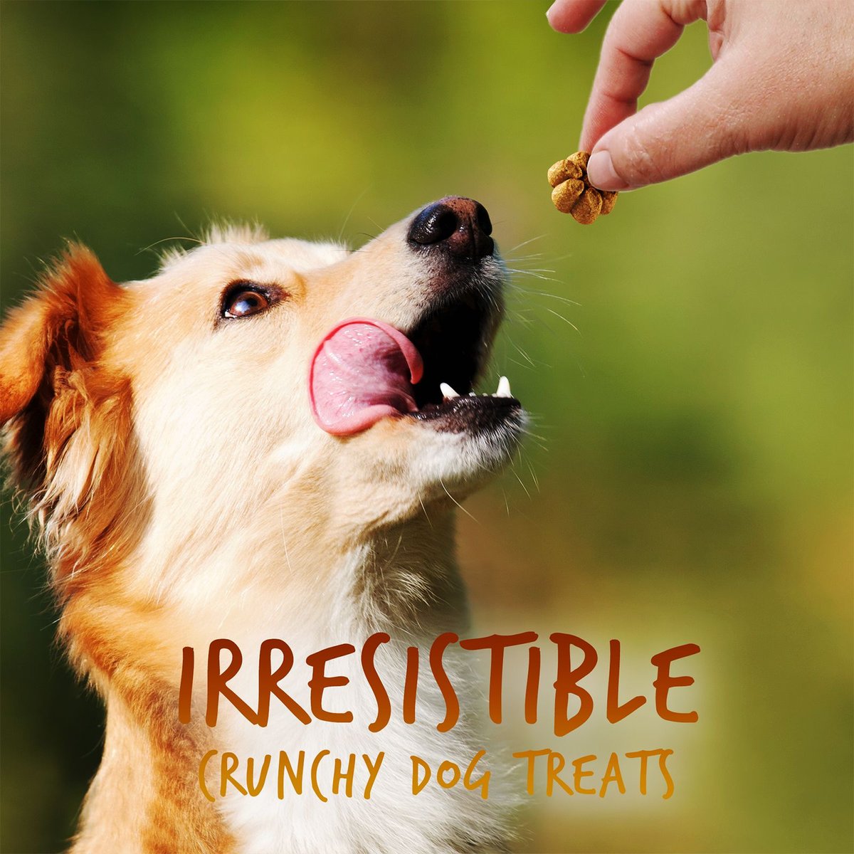 Fruitables Pumpkin and Banana Flavor Crunchy Dog Treats