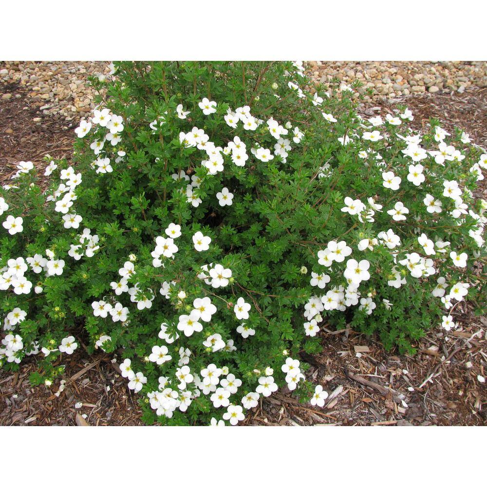 Online Orchards 1 gal. White Potentilla Flowering Shrub with Very Cold Hardy Large Pure White Flowers (2-Pack) SBPT003