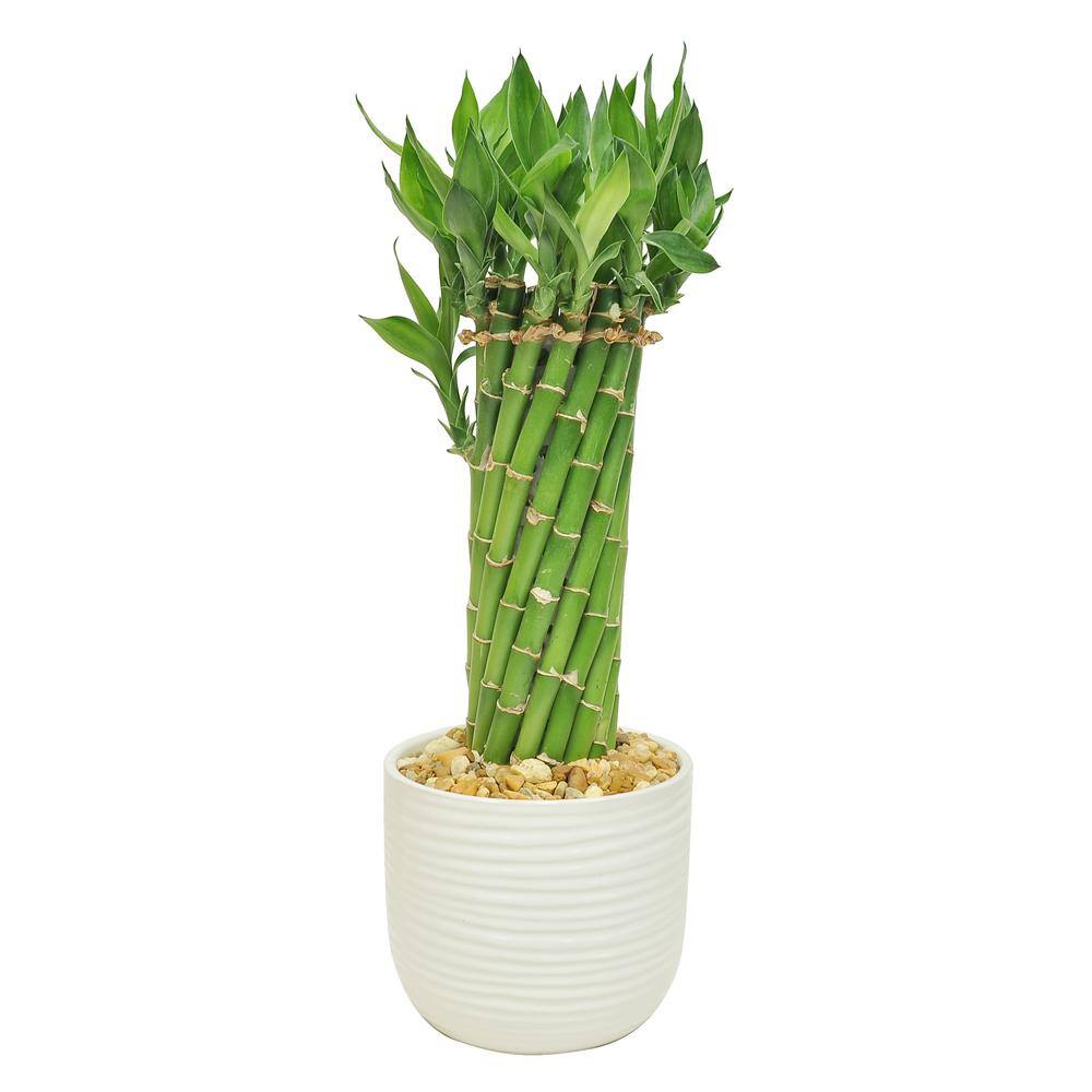 Costa Farms Grower's Choice Medium Braided Lucky Bamboo Indoor Plant in 4.5 in. White Round Ceramic Pot Avg Shipping Height 1-2 ft. BAMFLOBRSAMBPUR