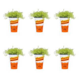 Vigoro 1 Pt. Accent Sagina Irish Moss Green Perennial Plant (6-Pack) 5124