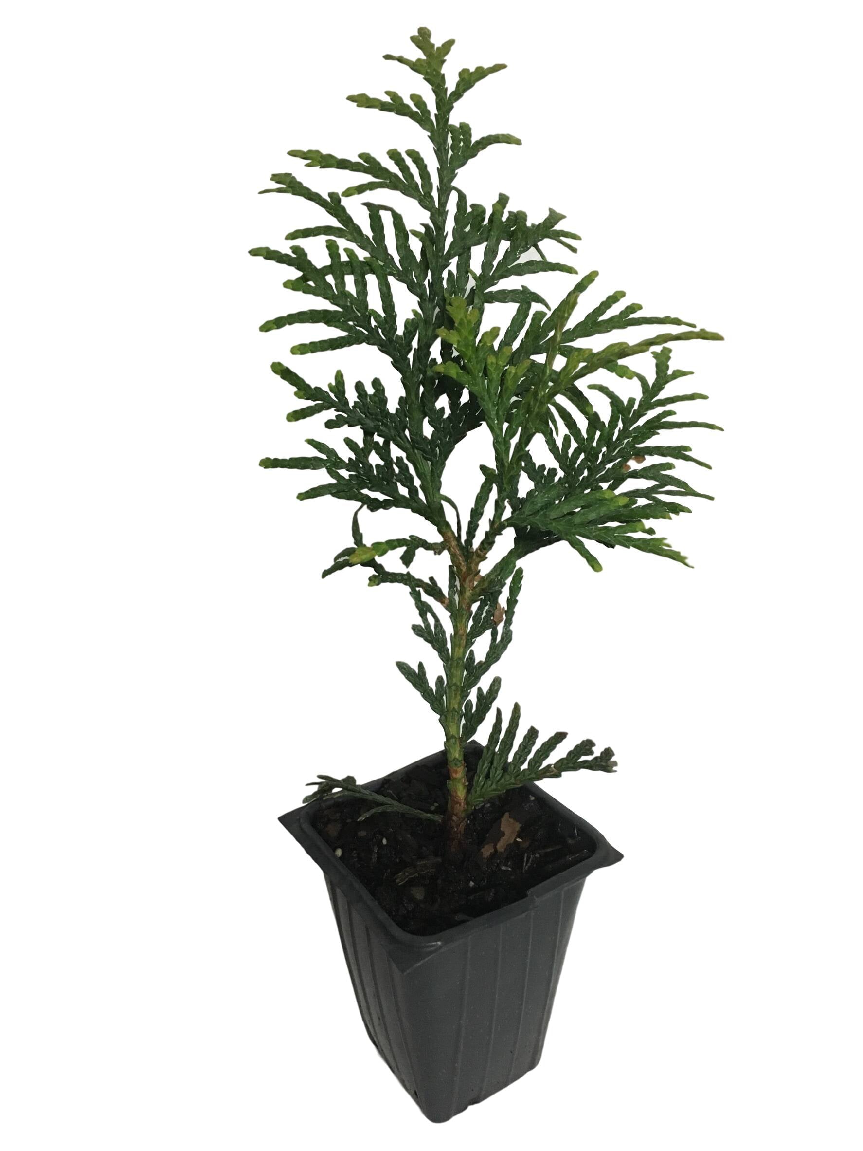 4 Green Giant Arborvitae， 4 separate plants in 2.5 inch Containers 6-14 inches Tall