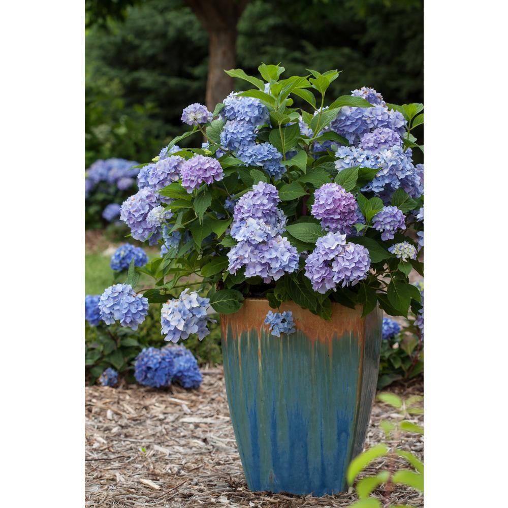 Brighter Blooms 2 Gal. The Original Reblooming Hydrangea Flowering Shrub with Pink or Blue Flowers HYD-END2