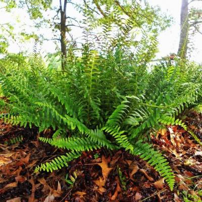 Classy Groundcovers - Polystichum acrostichoides Nephrodium acrostichoides {25 Bare Root Plants}