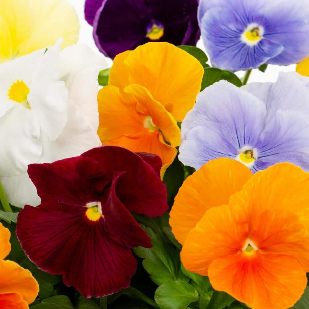 METROLINA GREENHOUSES 2 Qt. Pansy Multi-Color Clear Mix Annual Plant (3-Pack) 5237