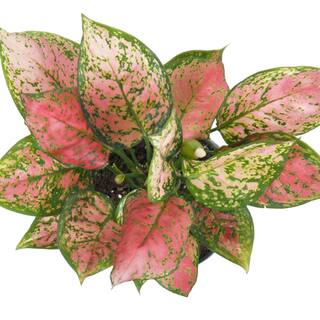 United Nursery Aglaonema Ruby Ray Plant in 6 inch White Decor Pot 78866