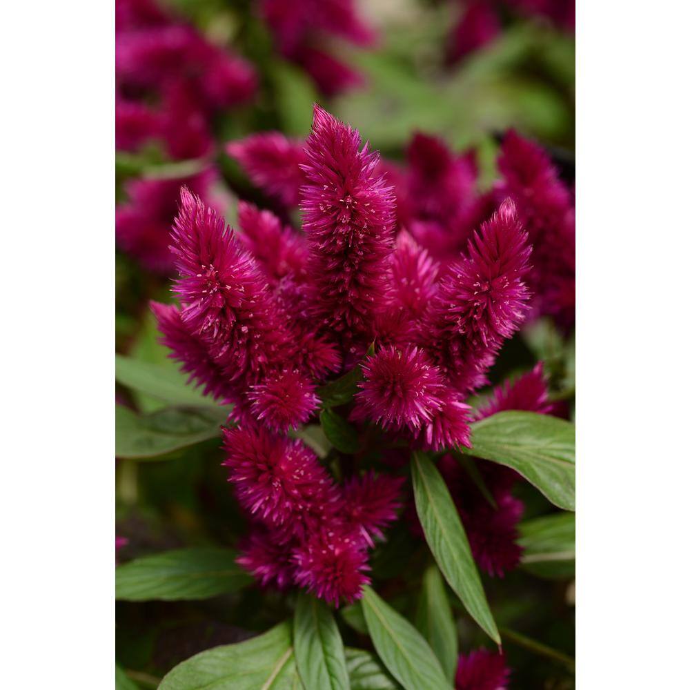 BELL NURSERY 3.13 Qt. Celosia Intenza Live Annual Plant with Purple Flowers (2-Pack) CELOS8INT2PK