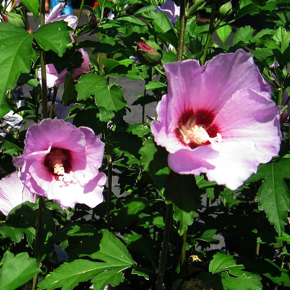 Minerva Rose of Sharon Althea Shrub