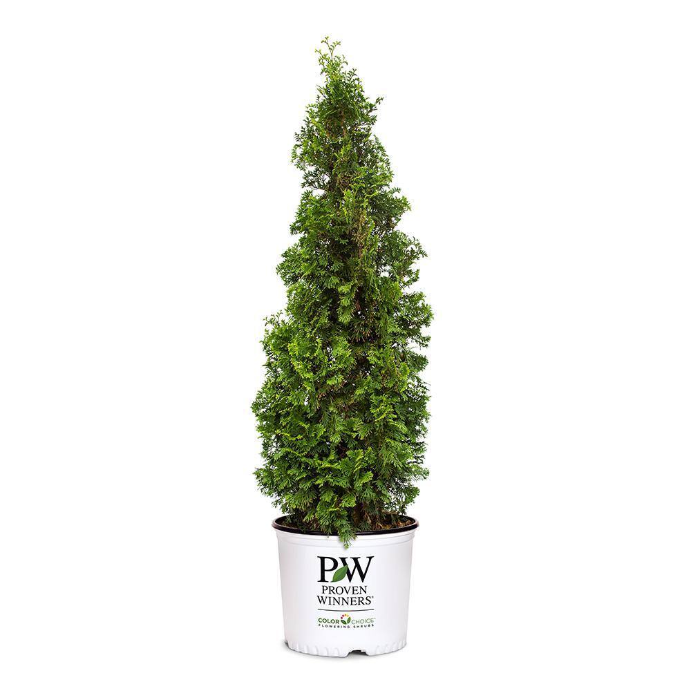 PROVEN WINNERS 2 Gal. Arborvitae Sting Evergreen Shrub 17540