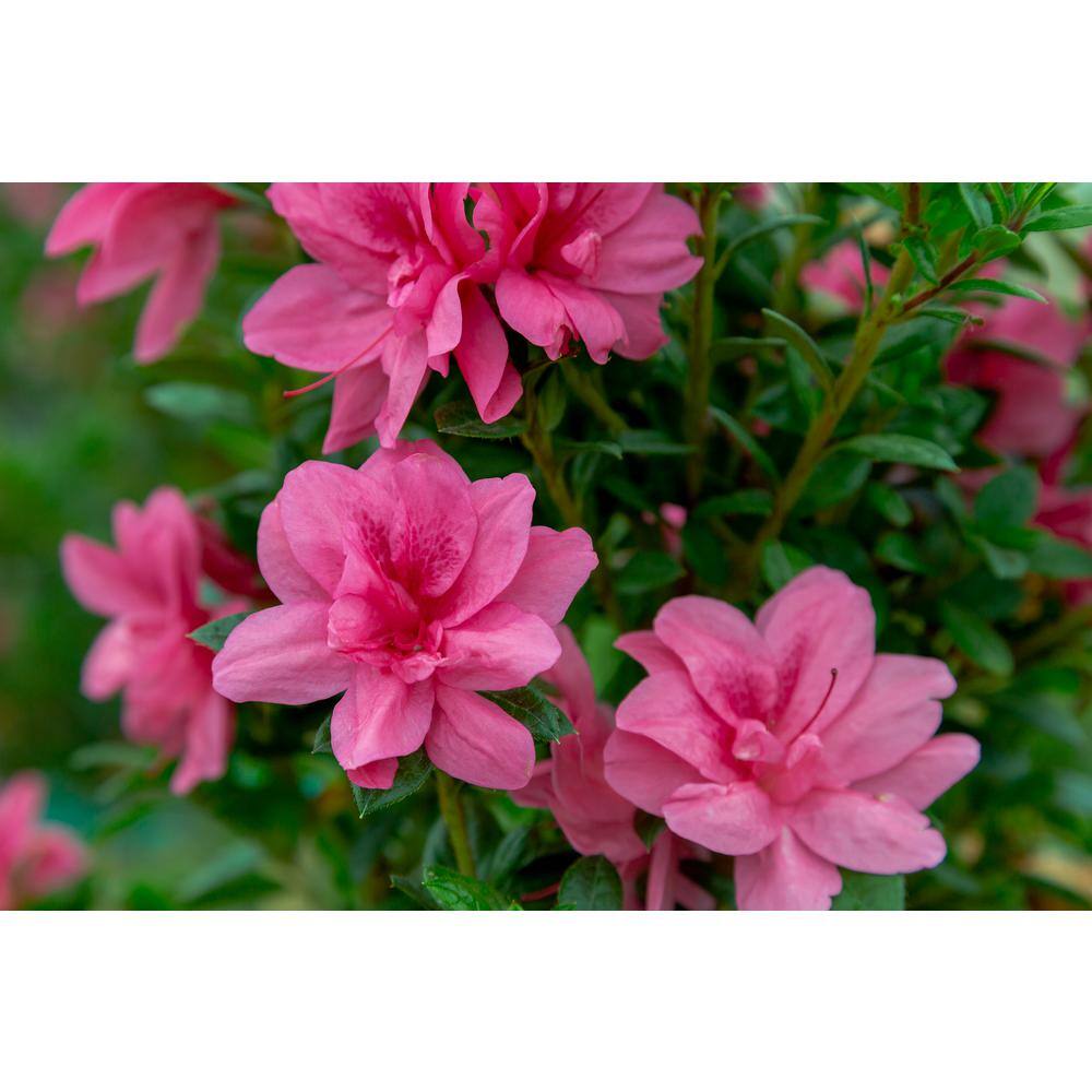 ENCORE AZALEA 1 Gal. Encore Autumn Empress Azalea Shrub with Pink Semi-Double Reblooming Flowers 10201