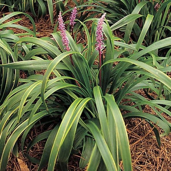 Liriope Muscari 'Gold Band' Gold Band Lily