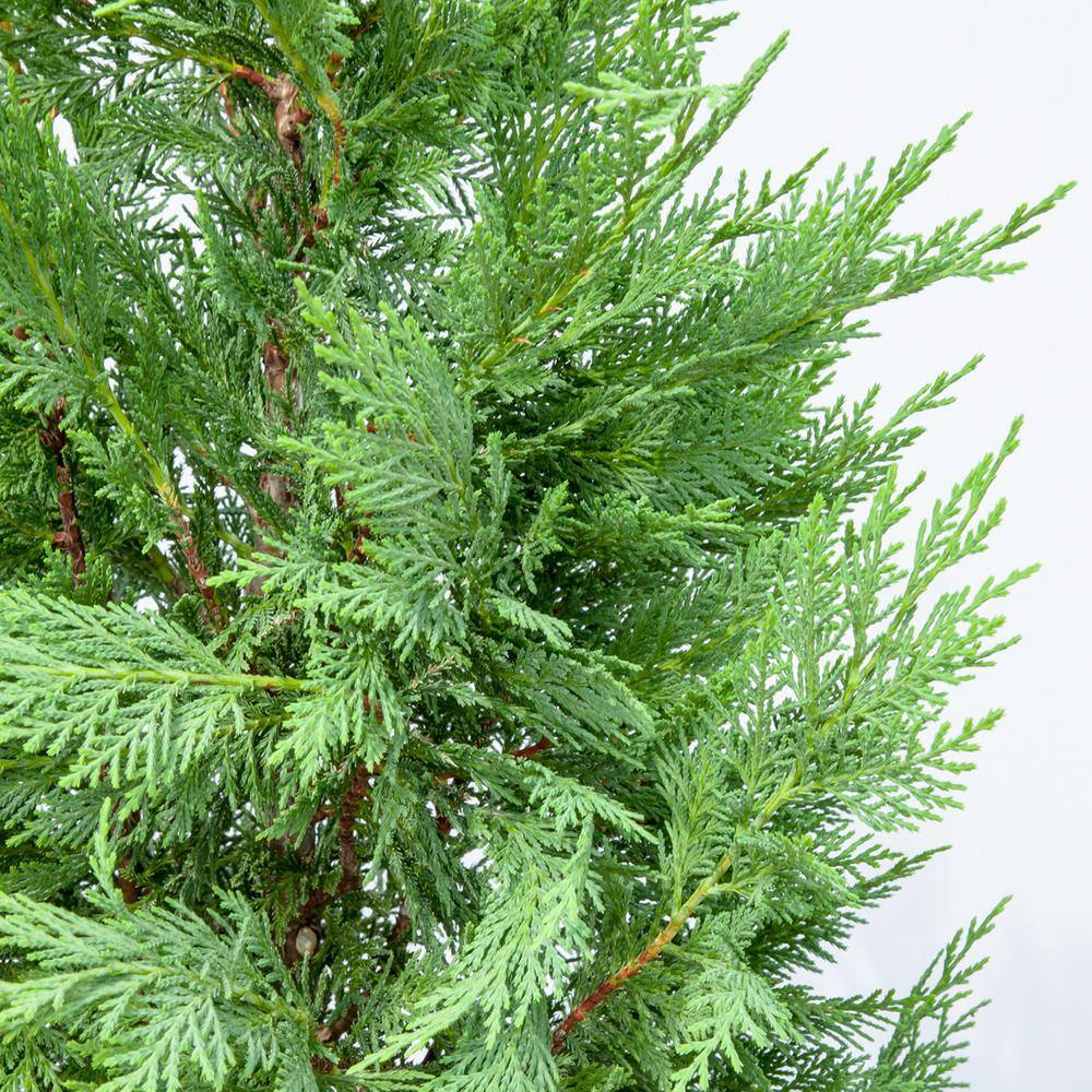 Perfect Plants 2 ft. to 3 ft. Tall Leyland Cypress Tree in Growers Pot Perfect for Natural Privacy THD00527