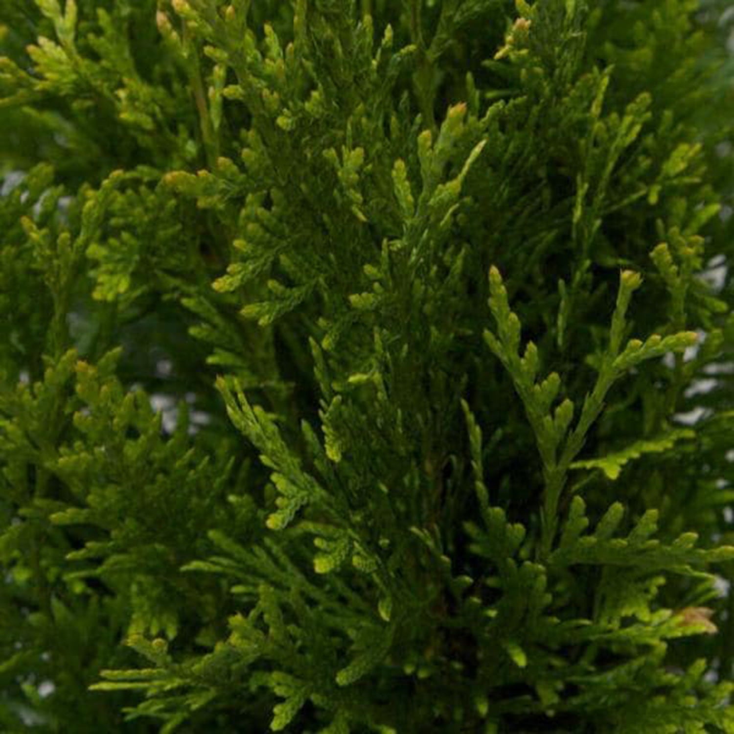 Green Giant Arborvitae (2.5 Gallon) Fast Growing Evergreen Thuja Tree - Full Sun Live Outdoor Plant