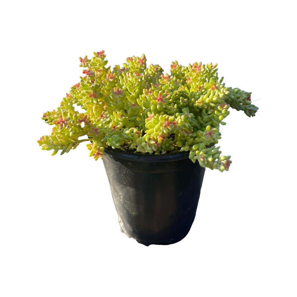 Cesicia Non-Fragrant Live Stonecrop Sedum Planter Pet-Safe (5-Piece) RichM810Cacti03