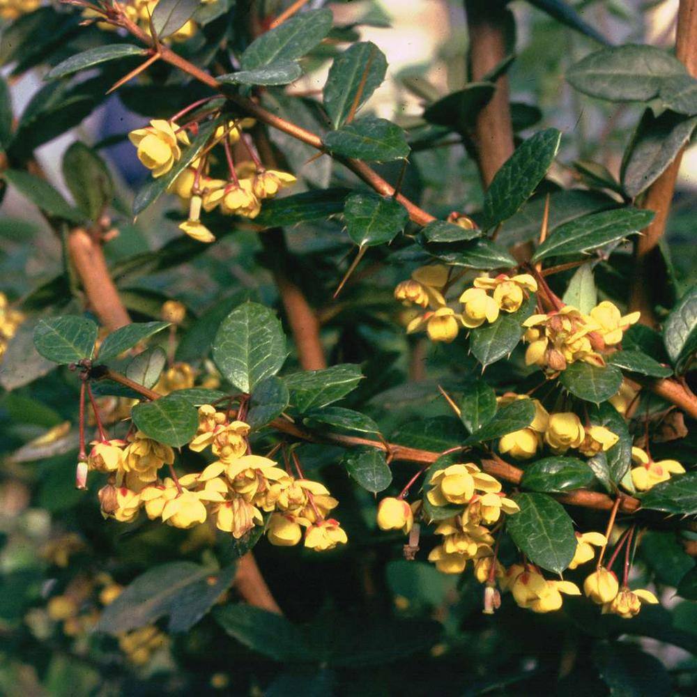 Online Orchards 1 Gal. William Penn Evergreen Barberry Shrub with Glossy Dark Green Foliage and Long Thorns SBBB004