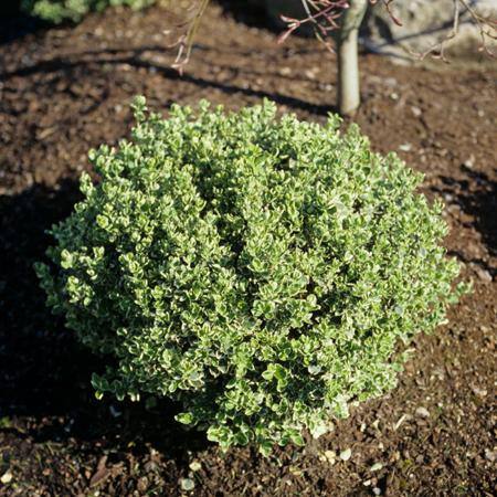 2.5 Qt Euonymus Live Shrub with Green and White Folliage