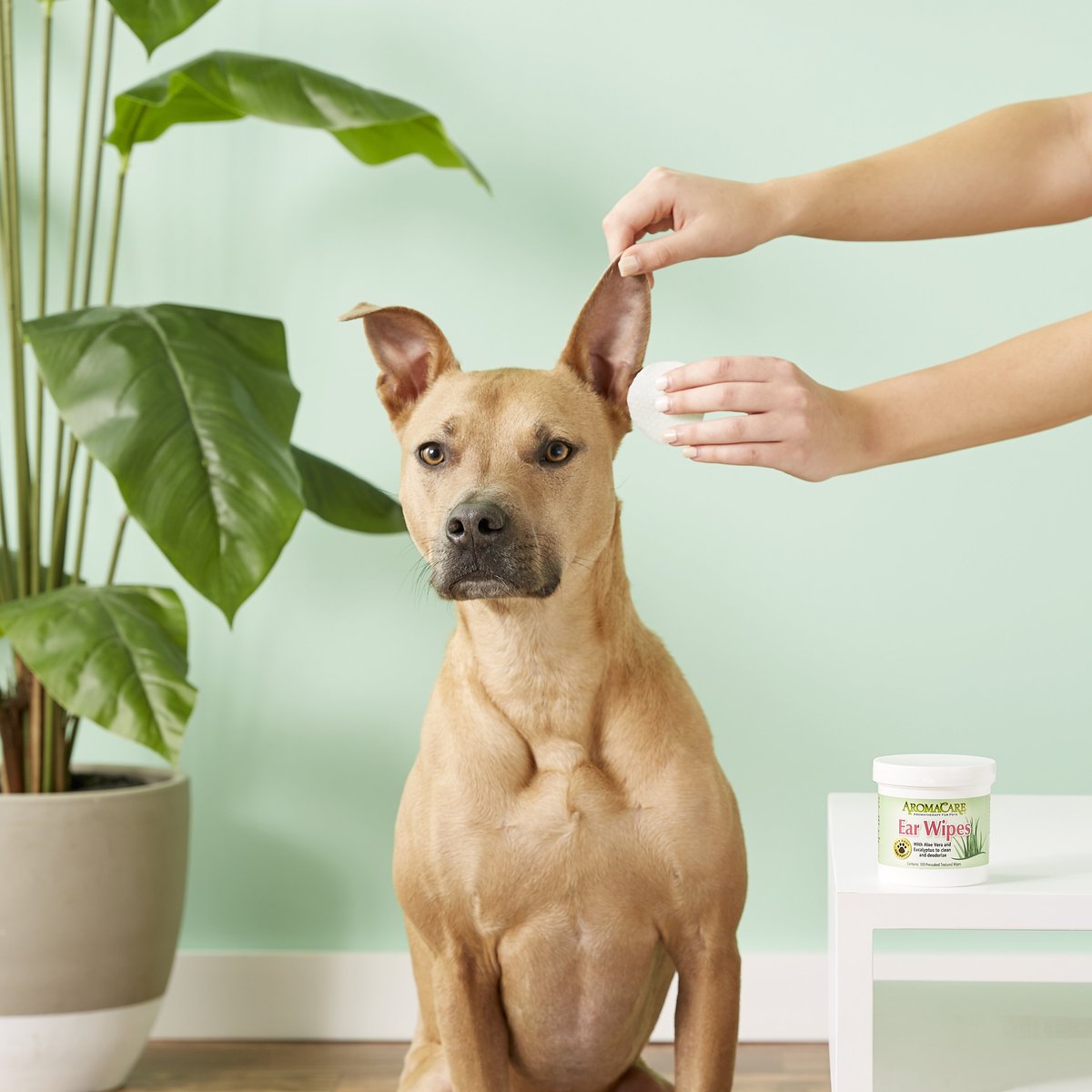 Professional Pet Products AromaCare Ear Wipes