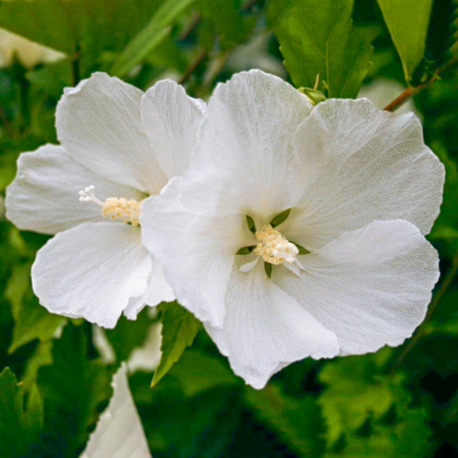 Diana Rose of Sharon Althea Dormant Bare Root Flowering Starter Shrub (1-Pack)