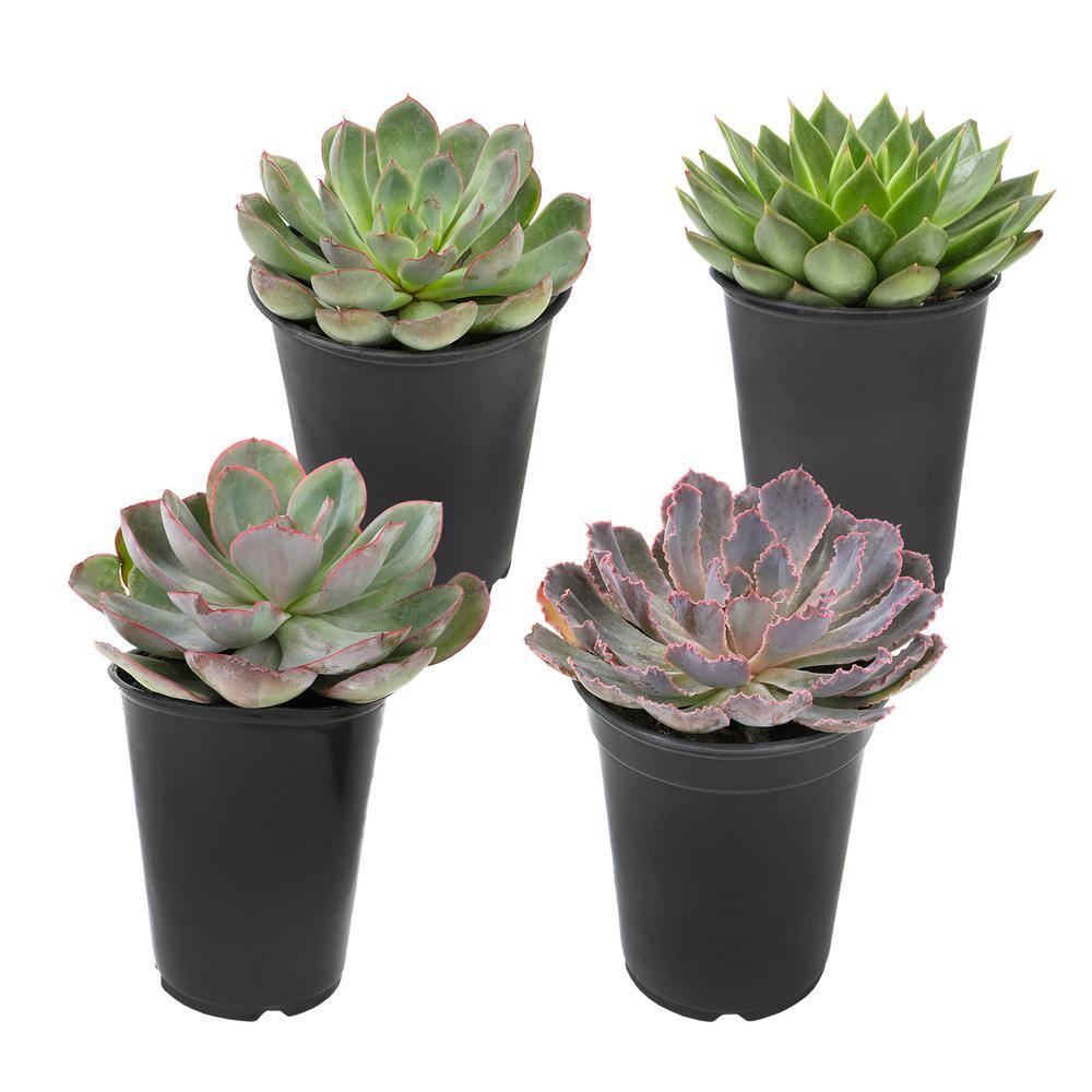 SMART PLANET 1 qt. Echeveria Assorted Succulents (4-Pack) 0872633