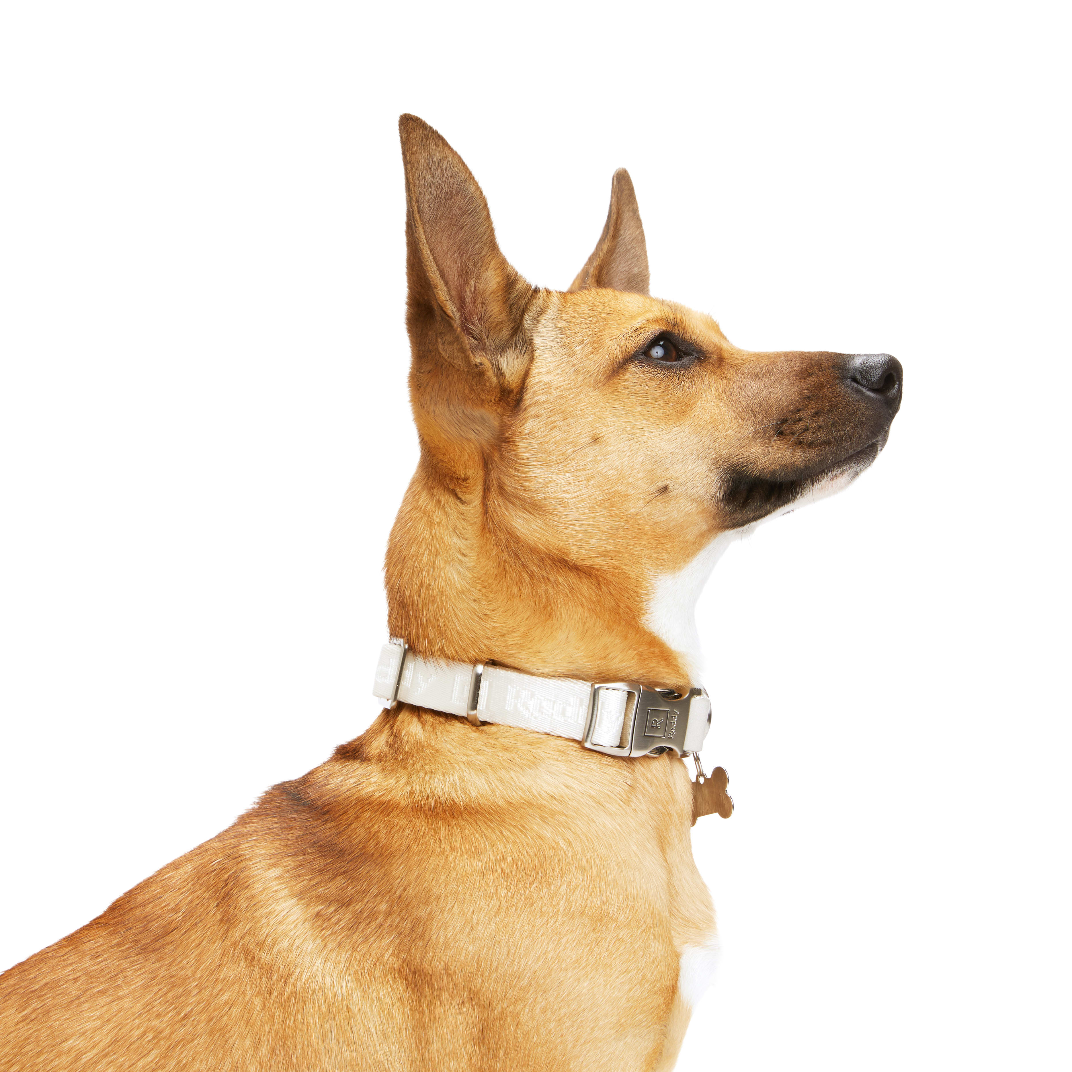 Reddy Ivory Jacquard Dog Collar， Small