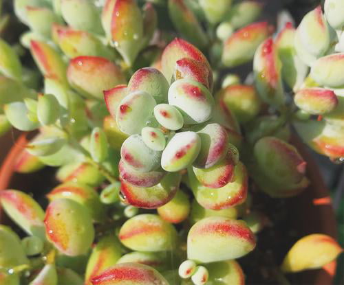 Cotyledon Pendens Succulent Live Plants Rare Trailing Succulents， 3 Fresh Succulent Cuttings