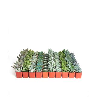 Shop Succulents 2 in. BlueGreen Collection Succulent (Collection of 140) BG140