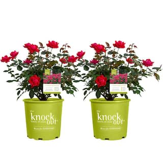 KNOCK OUT 2 Gal. Red Double Knock Out Rose Bush with Red Flowers (2-Pack) 15679