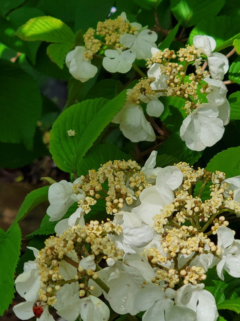 Igloo Viburnum is a Deciduous Shrub