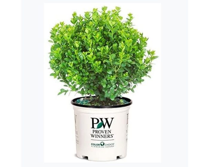 Capstone Plants Boxwood Proven Winner Sprinter 2G Pot