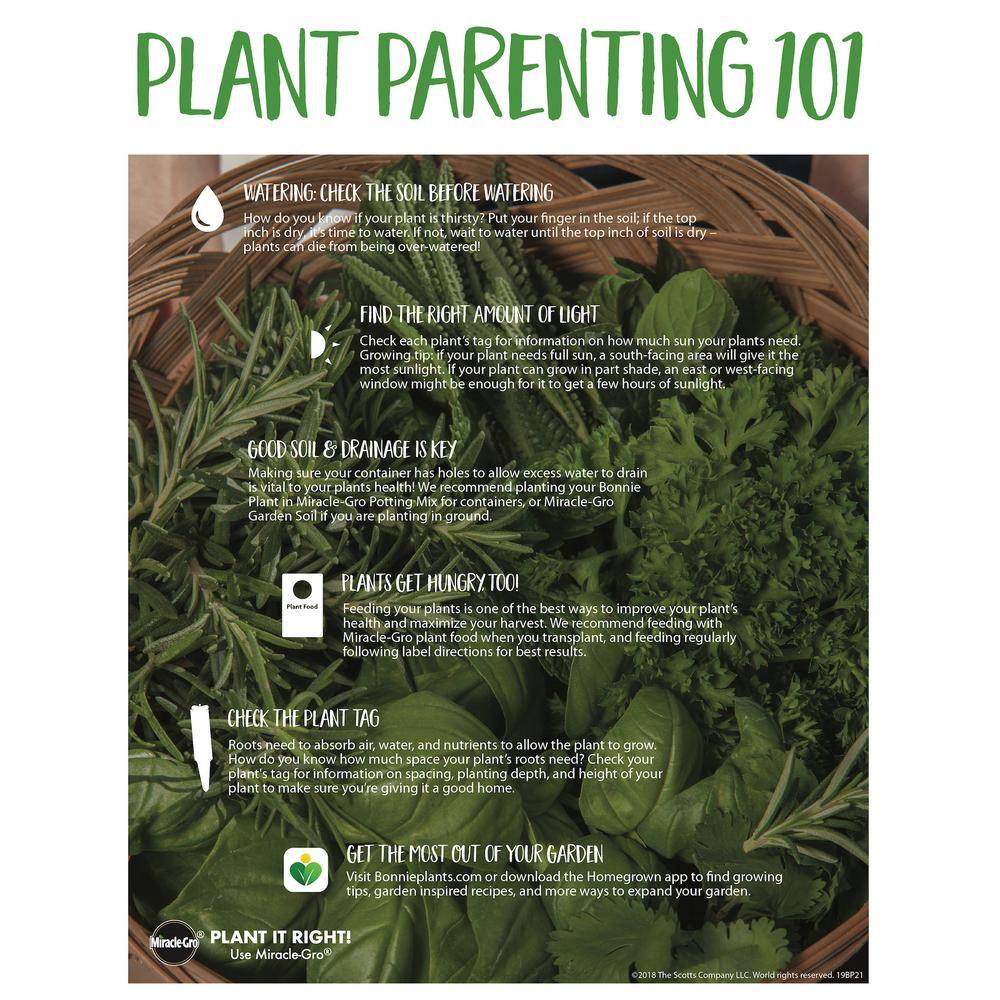 Bonnie Plants 19 oz. Goliath Tomato Bush Plant 1003800470
