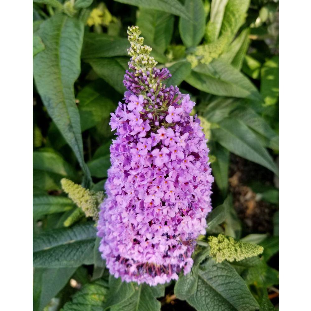 PROVEN WINNERS 3 Gal. Pugster Amethyst Butterfly Bush (Buddleia) Live Flowering Shrub with Purple Flowers PWBUD3AME1PK