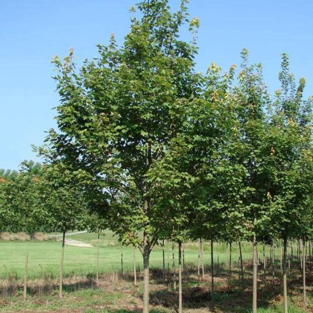 7 Gal. Brandywine Maple Shade Tree MAPBRA07G
