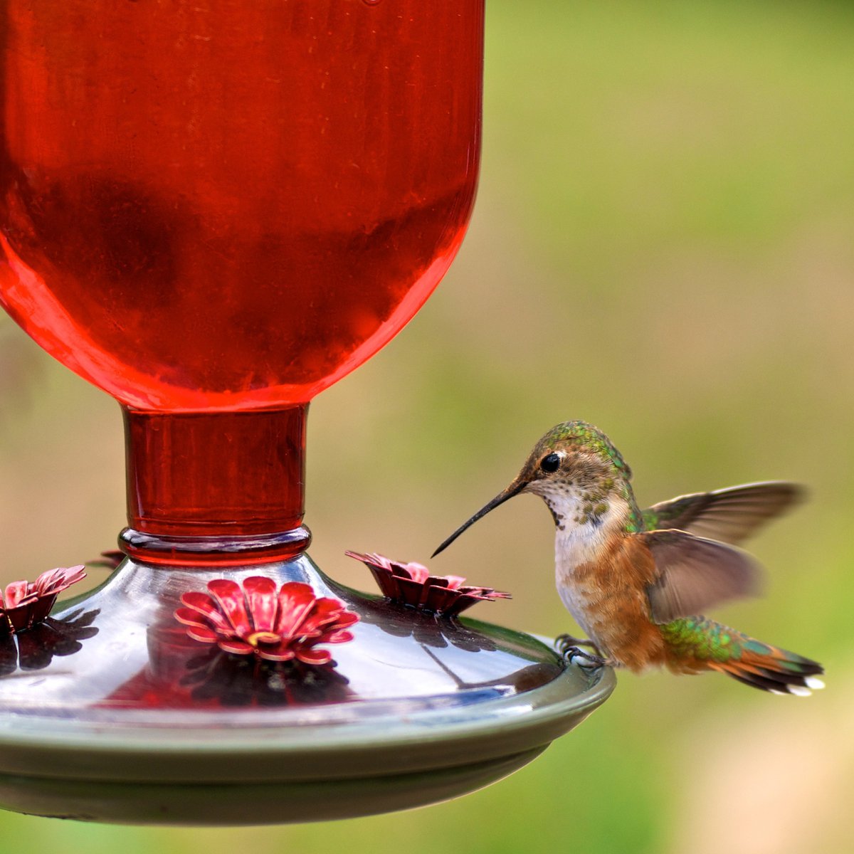 Perky-Pet Antique Bottle Hummingbird Feeder