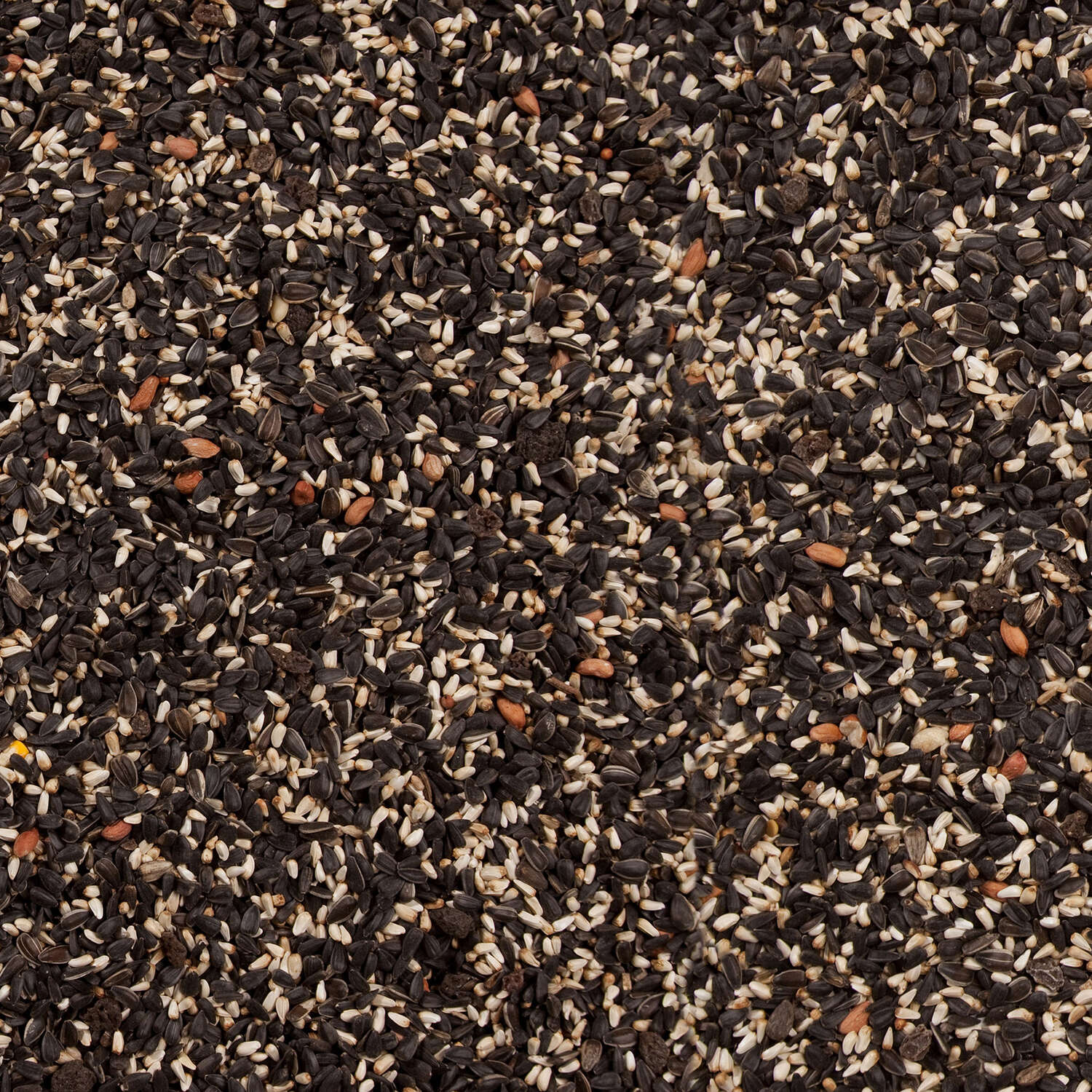 Wild Delight Cardinal Sunflower Seeds Wild Bird Food 15 lb