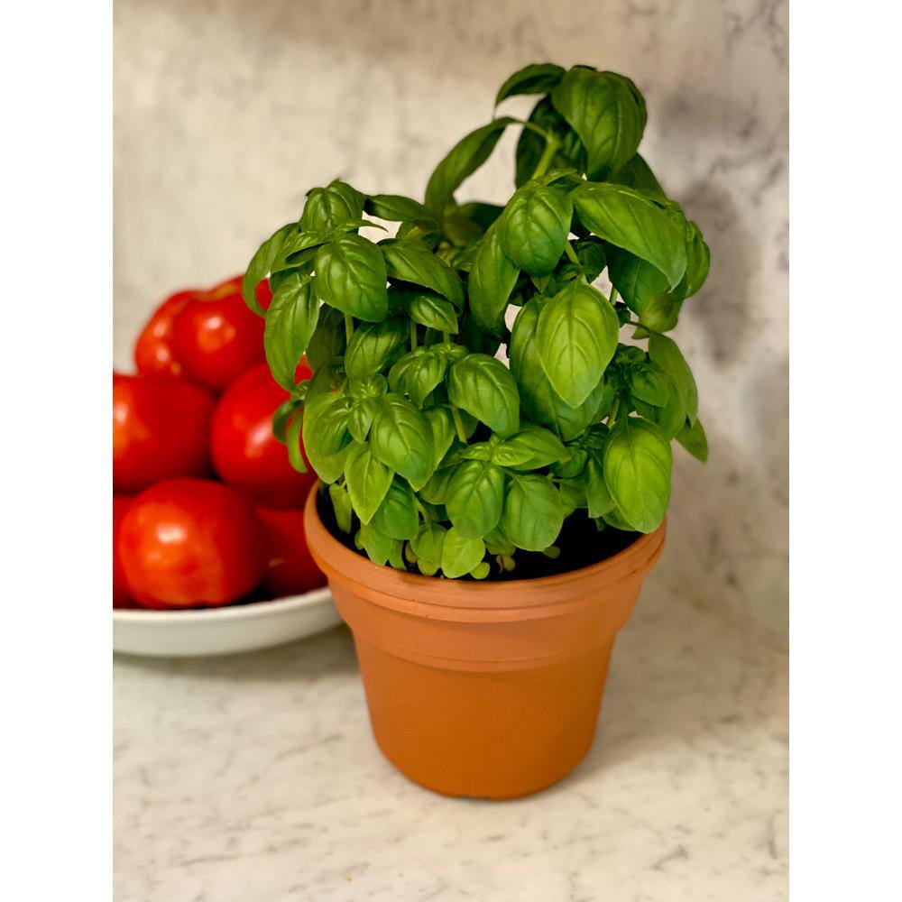Pure Beauty Farms 1.5 Qt. Herb Plant Italian Basil in 6 In. Deco Pot (2-Plants) DC6HERBBASIL2
