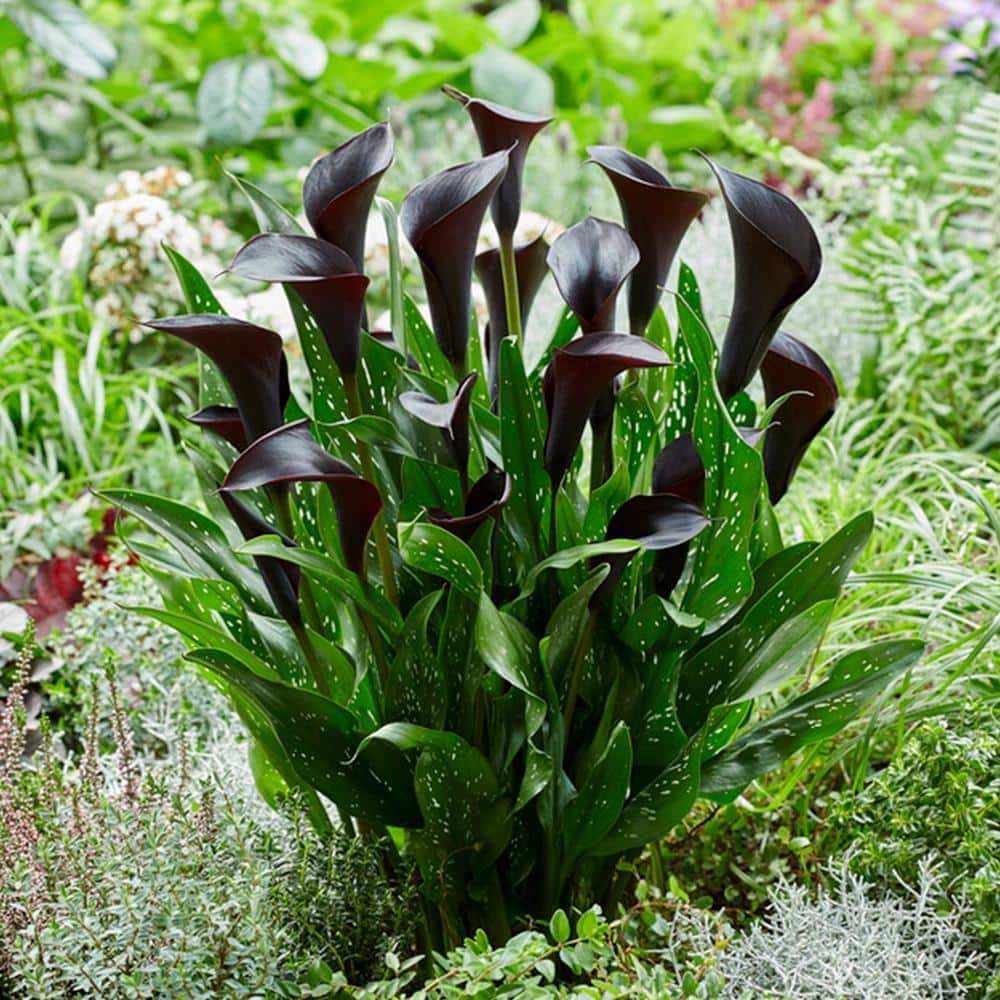 Garden State Bulb 14 cm16 cm Black Escape Calla Lily Flower Bulbs (Bag of 5) ECS-57-05-01