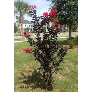 3 Gal. Crimson Red Black Diamond Crape Myrtle Tree CRMBCR03GX