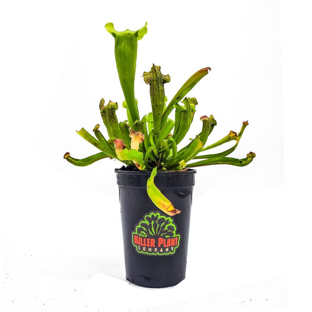 KILLER PLANT COMPANY Sarracenia - Judith Hindle - Carnivorous Pitcher Plant - Trumpet Pitcher 1