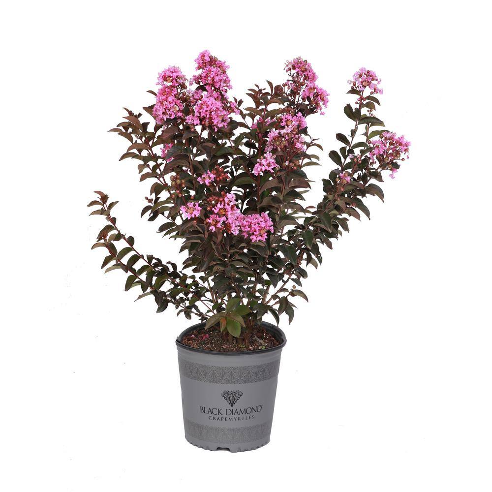 BLACK DIAMOND 2 Gal. Lavender Lace Deciduous Crape Myrtle Tree 17872