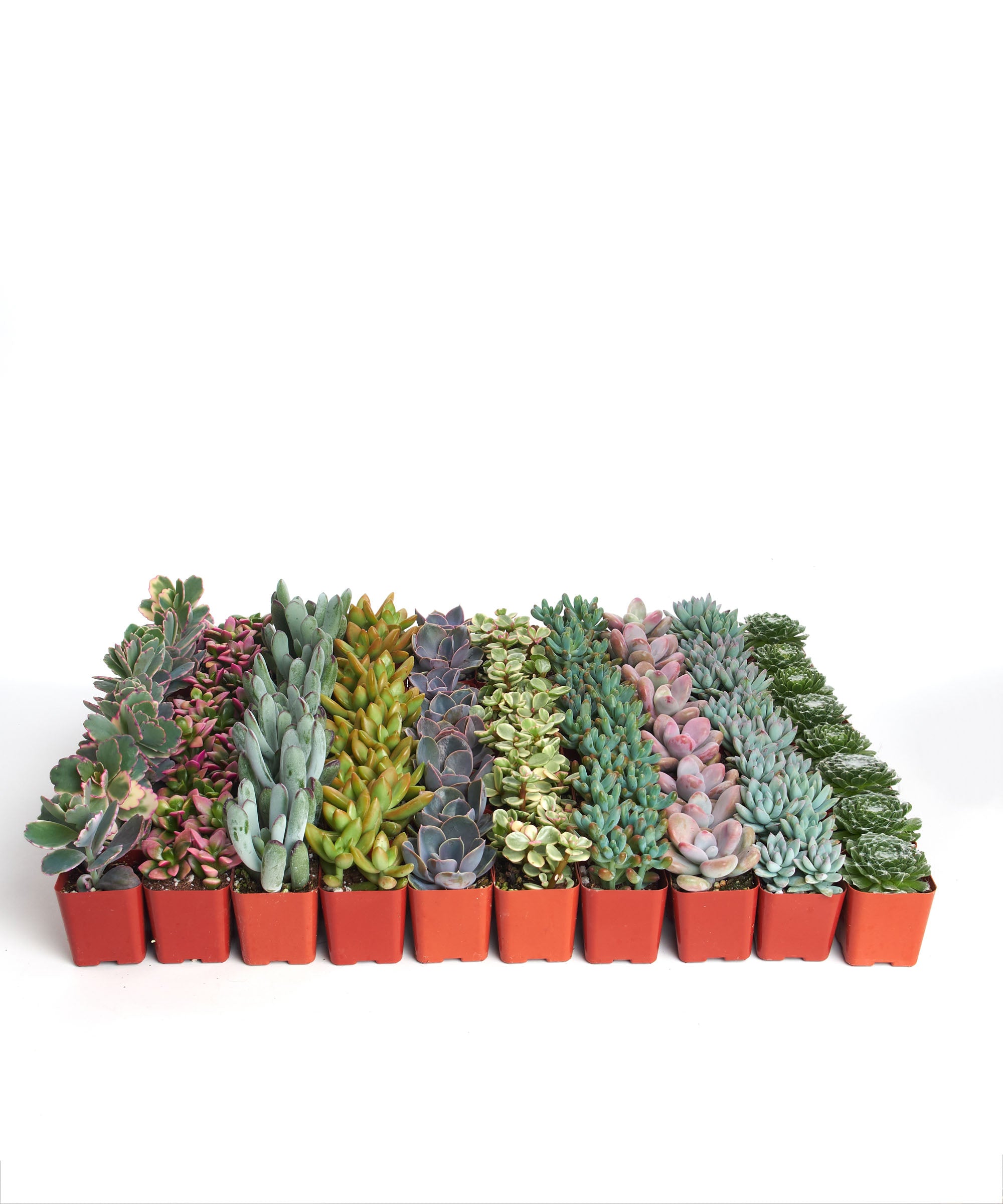 Home Botanicals Premium Pastel Succulent (Collection of 40)