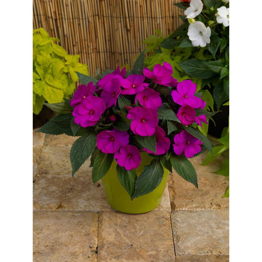 SunPatiens 1 Qt. Compact Purple SunPatiens Impatiens Outdoor Annual Plant with Purple Flowers in 4.7 in. Grower's Pot (4-Plants) DC1QSUNPUR4