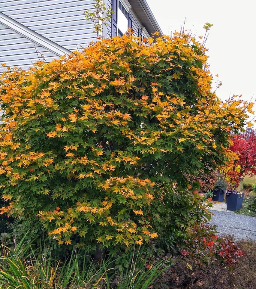 Hogyoku Japanese Maple