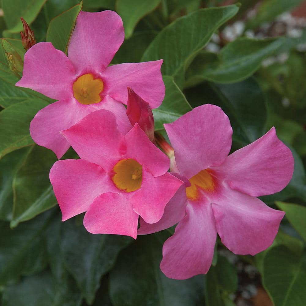 Costa Farms 1.7 Gal. Pink Rocktrumpet Tropical Vine Shrub 1.70GMANDIP