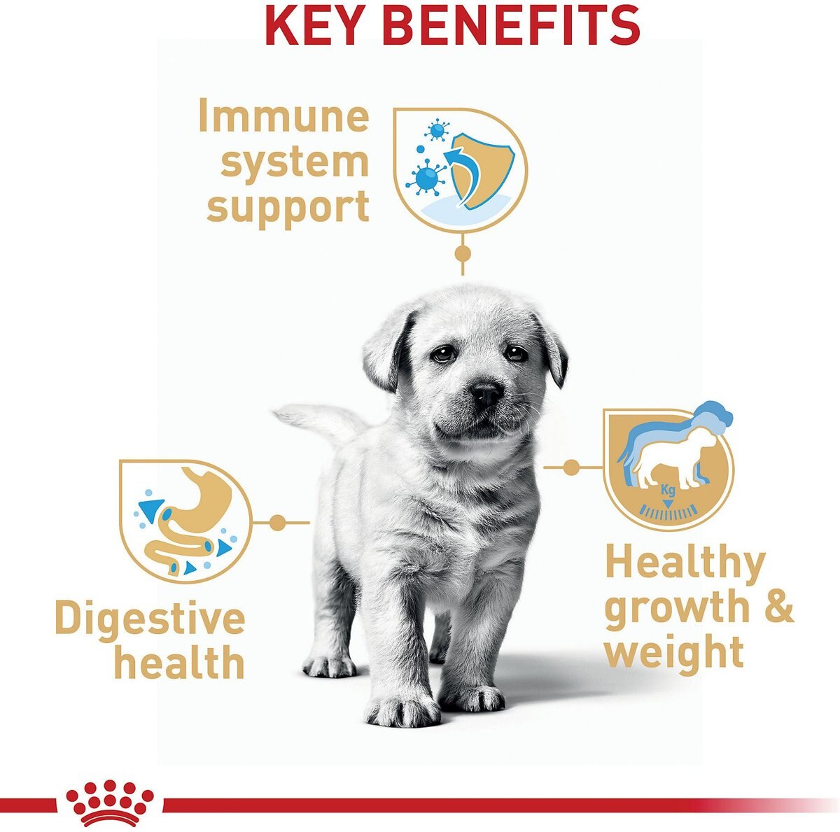 Royal Canin Breed Health Nutrition Labrador Retriever Puppy Dry Dog Food