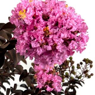 SOUTHERN LIVING 2 Gal. Delta Eclipse Crapemyrtle Live Deciduous ShrubTree Burgundy Foliage Lavender Blooming 37732