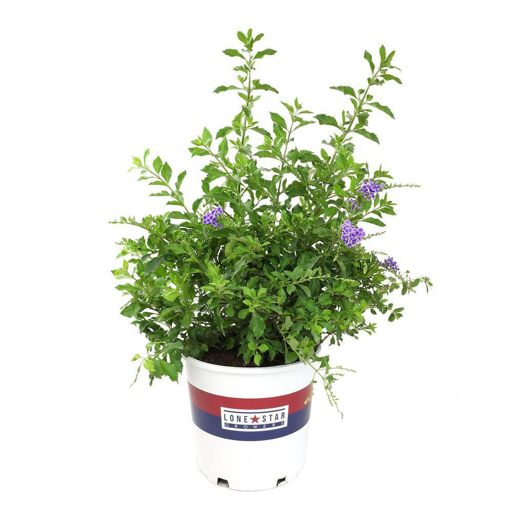 ALTMAN PLANTS Lone Star Growers 8 qt. Skyflower shrub (Duranta Erecta Sweet Memories) Purple blooms 0872605