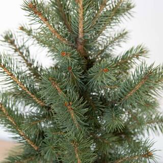 FLOWERWOOD 2.5 Qt Baby Blue Colorado Spruce Live Evergreen Tree 4722Q