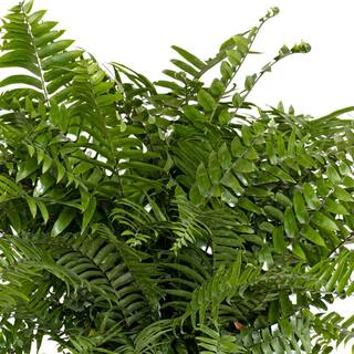 United Nursery Macho Fern Plant in 9.25 inch Grower Pot 20873